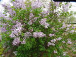小树花