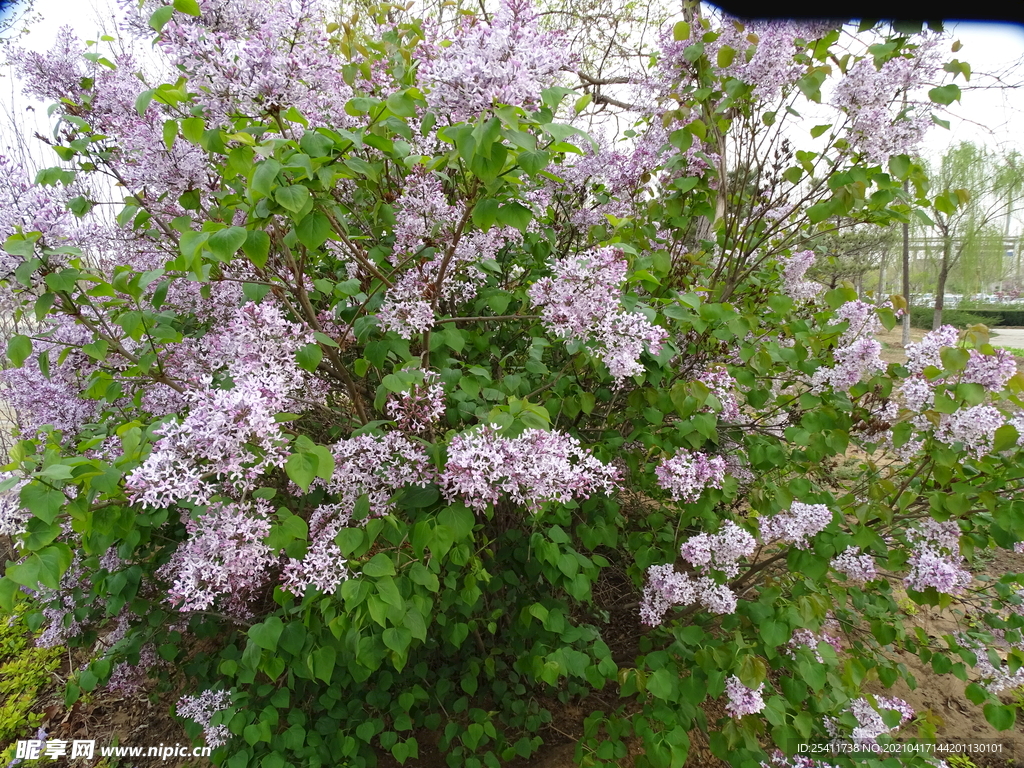 小树花