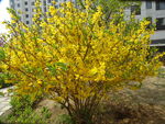 小树黄花