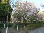 公园树开花