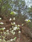 山野的花