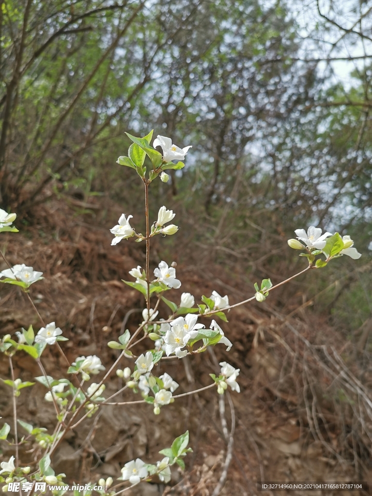 山野的花