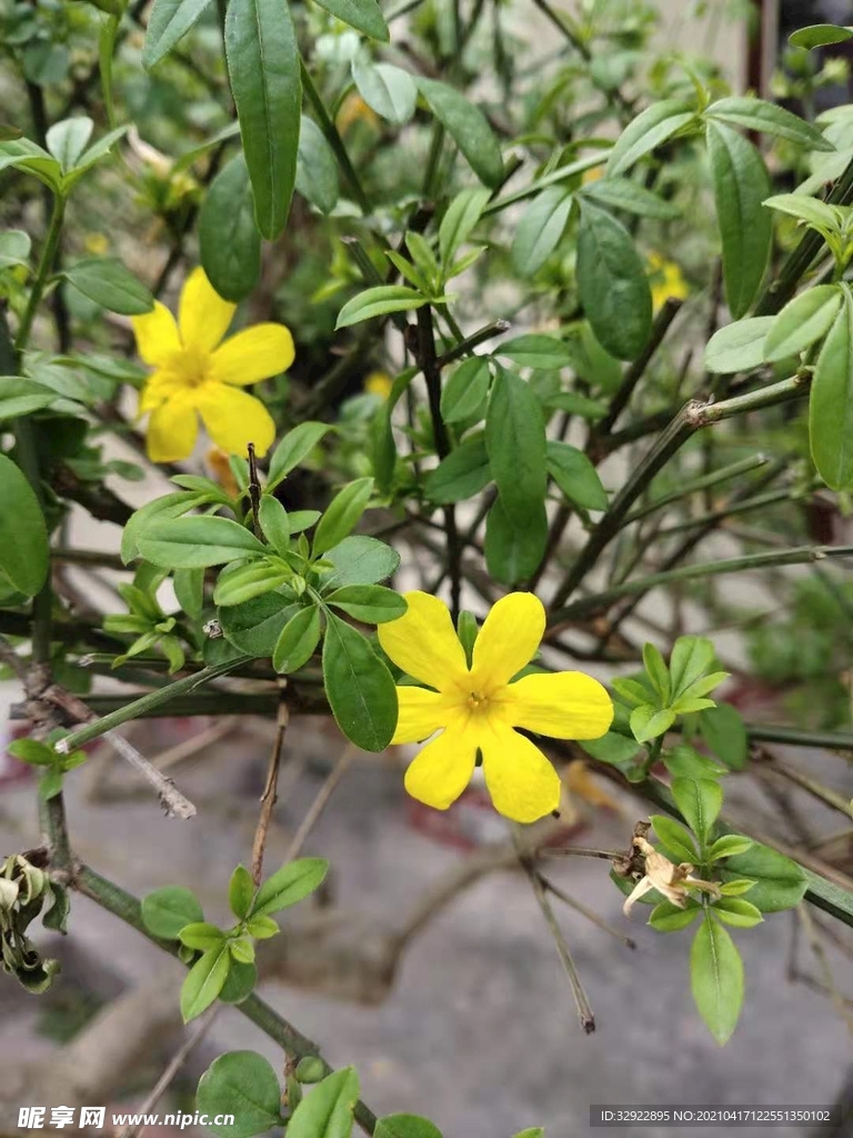 迎春花的美