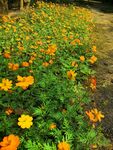 田园小花  黄色小花 小菊花