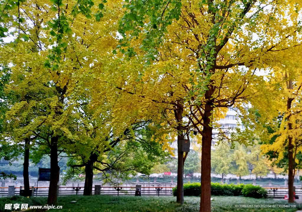 秋天府南河边的银杏树