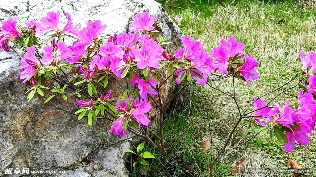 锦绣杜鹃花实拍视频