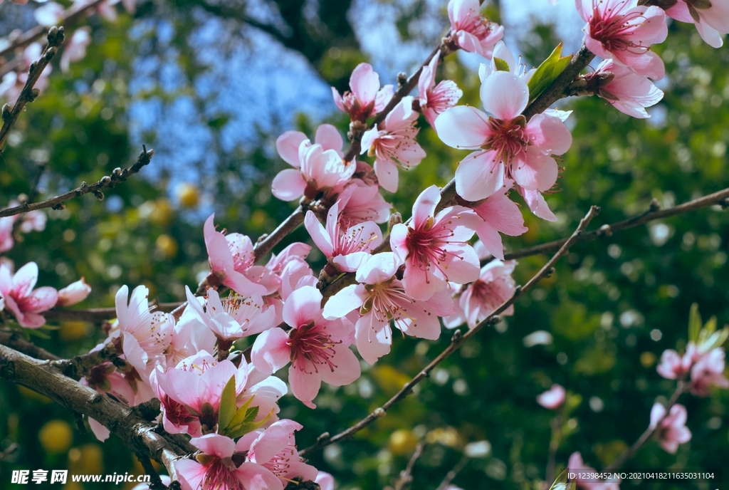 漂亮的樱花