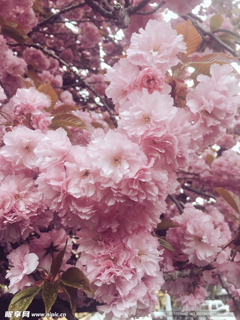 漂亮的樱花