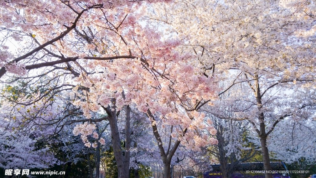 漂亮的樱花