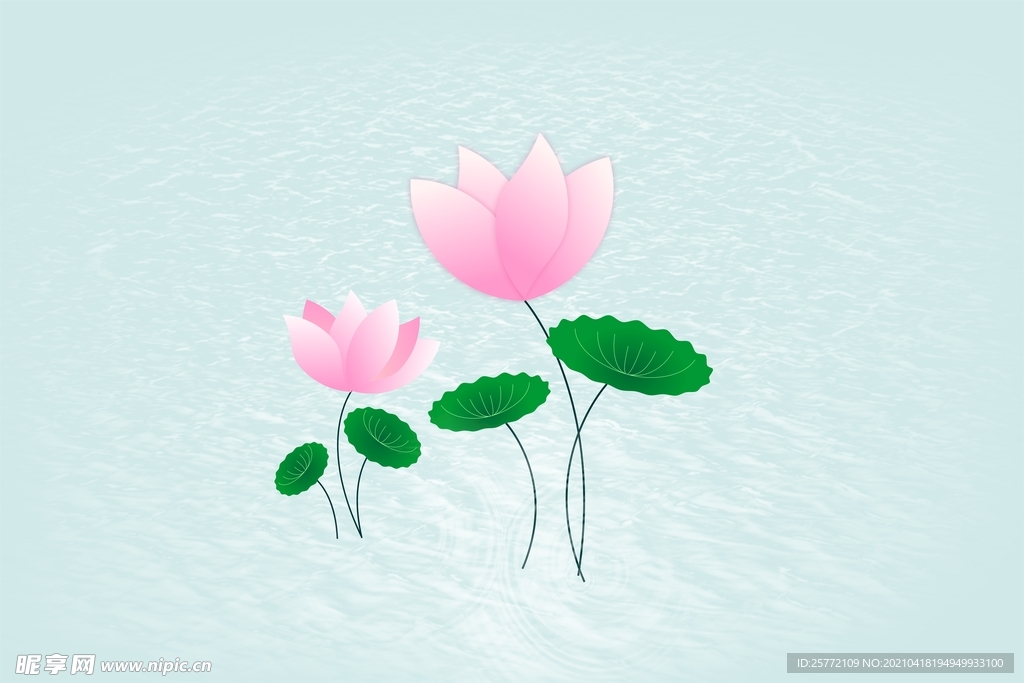 荷花