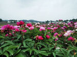 芍药花