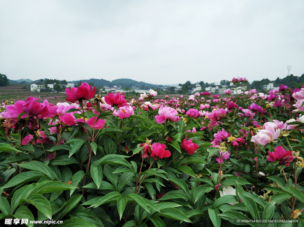 芍药花