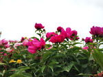 芍药花
