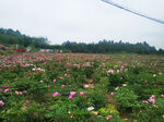 芍药花