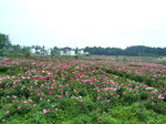 芍药花