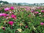 芍药花