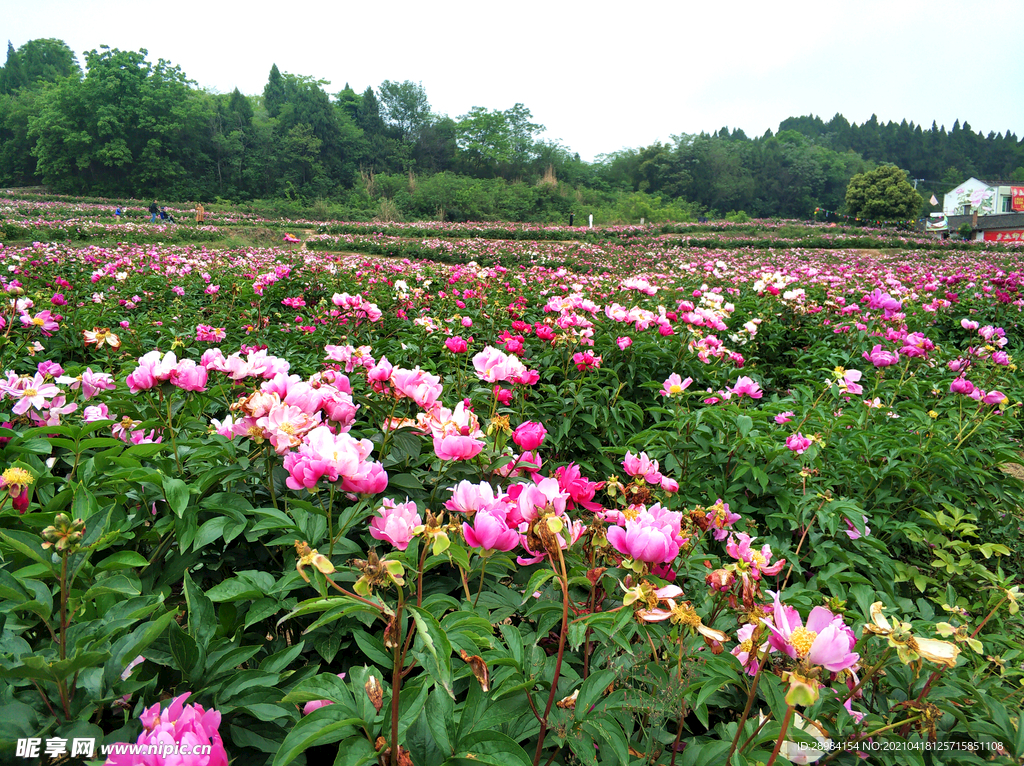 芍药