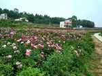 芍药