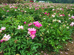 芍药花
