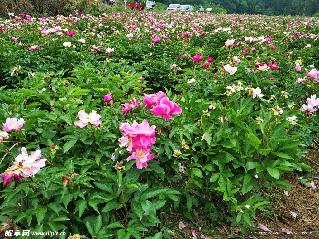 芍药花