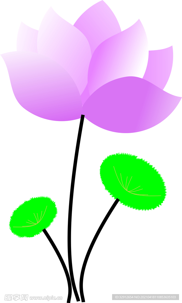 荷花