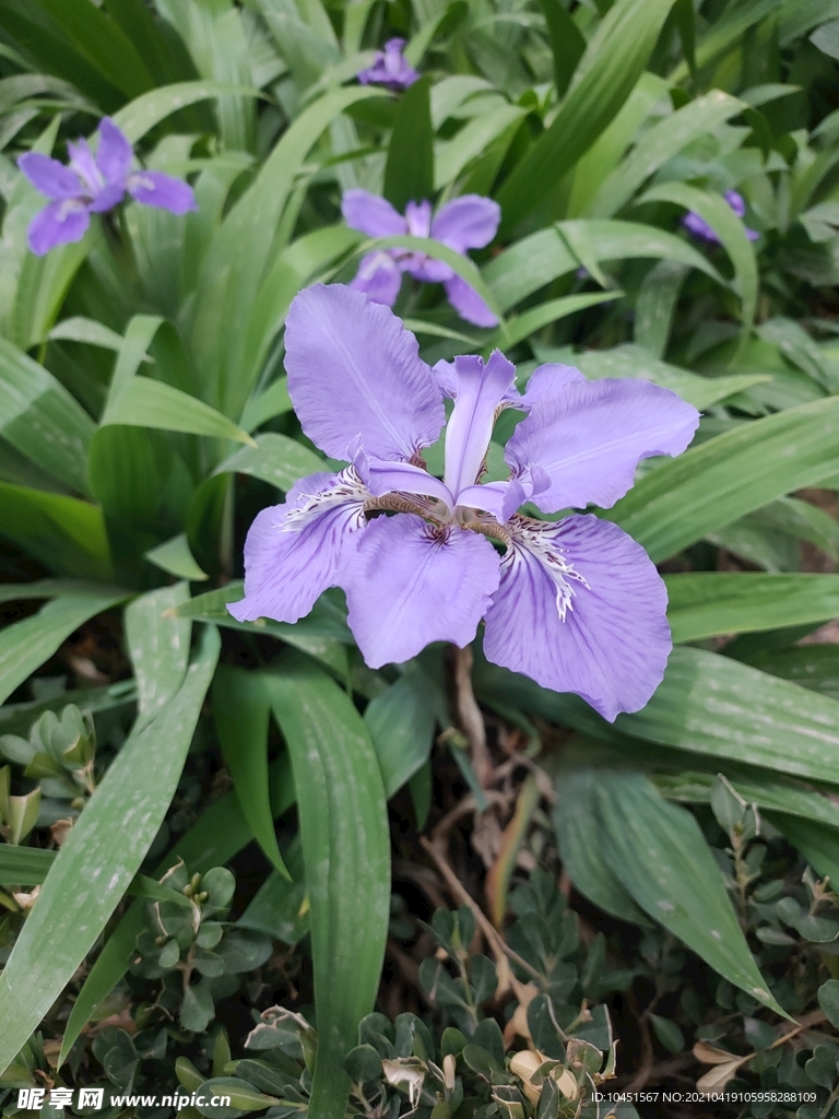 紫色鸢尾花