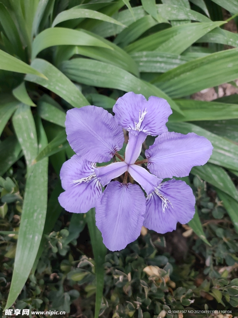 鸢尾花