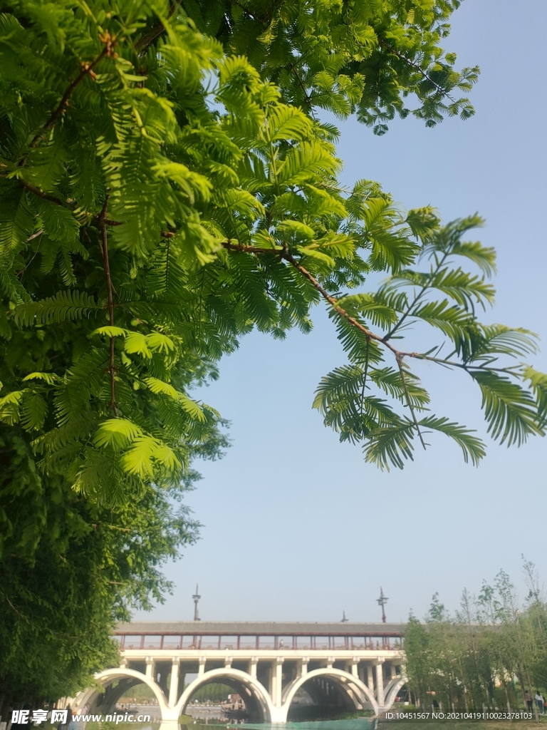 石桥旁绿树