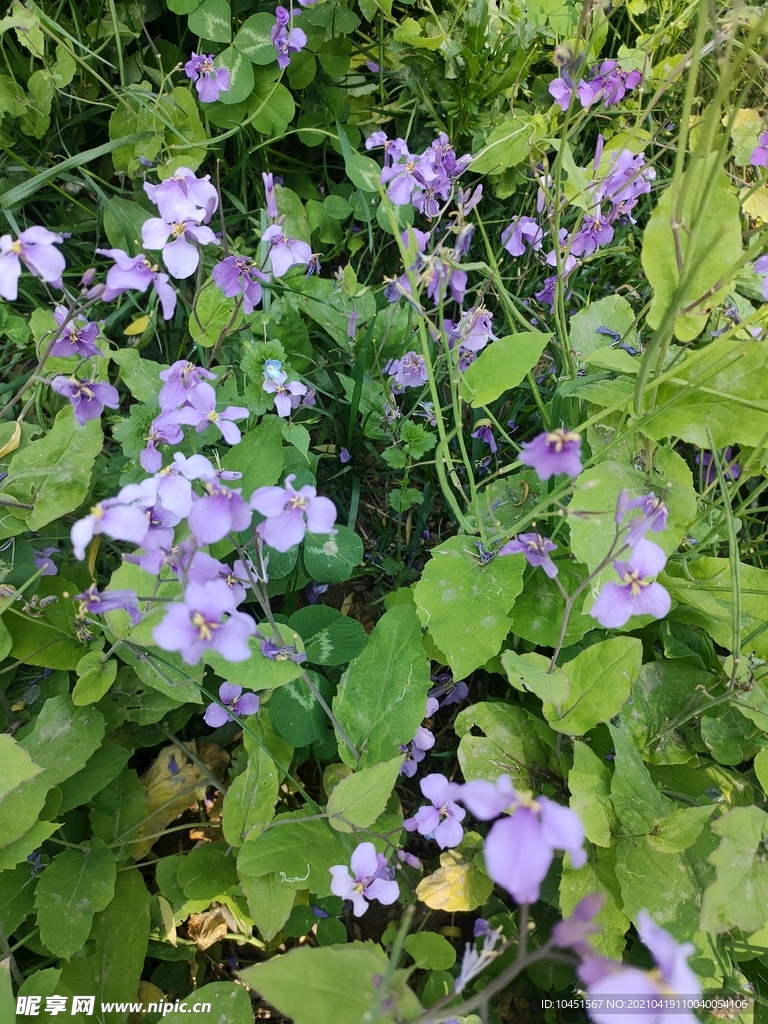 紫色银扇草