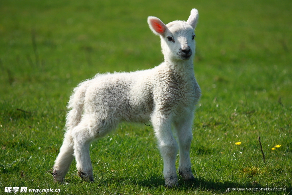 草地上可爱的小羊羔