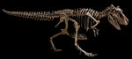 远古时期的恐龙骨架标本