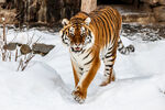 雪中漫步的东北虎