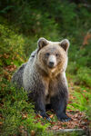 高清棕熊摄影图片