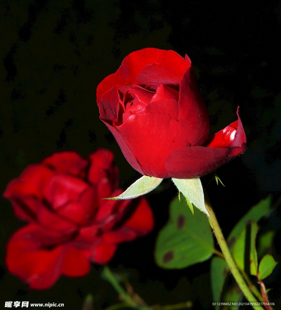 艳丽的玫瑰花