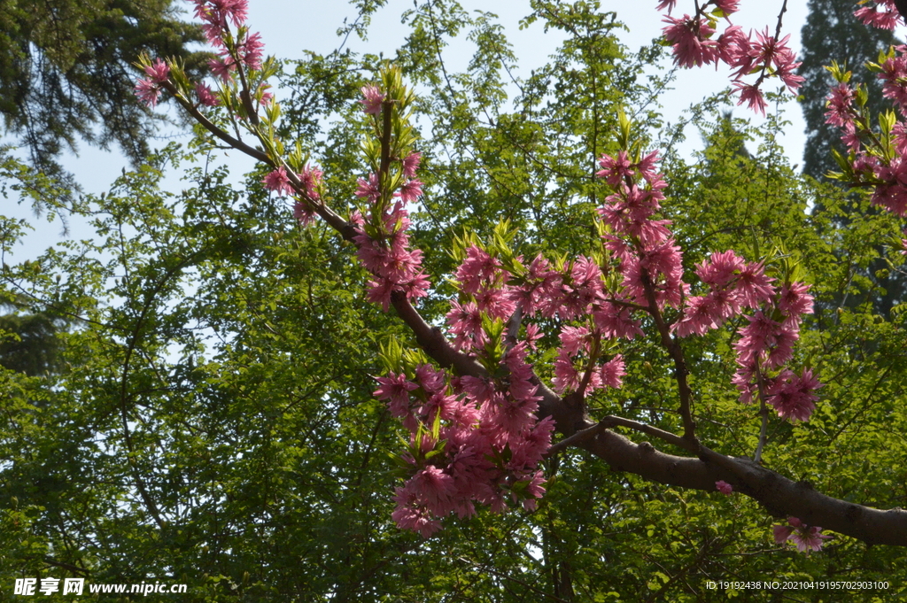 菊花桃