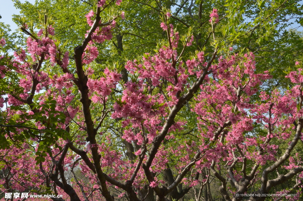 菊花桃
