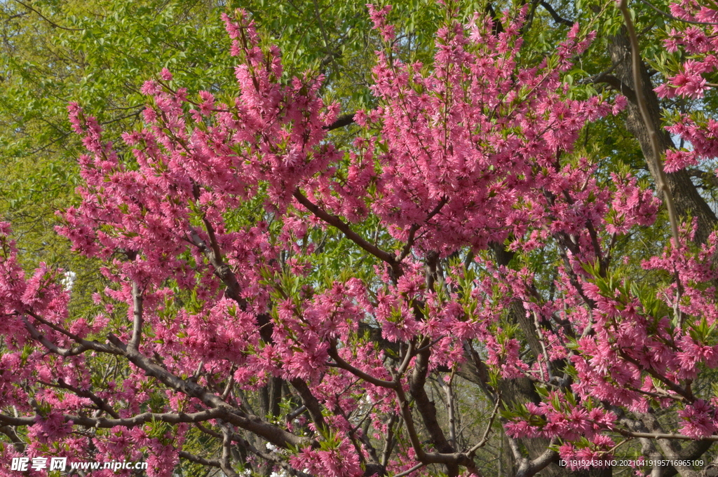 菊花桃