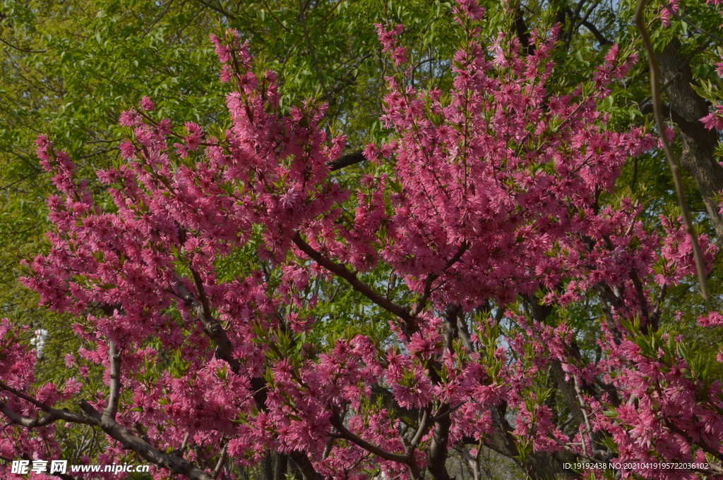 菊花桃