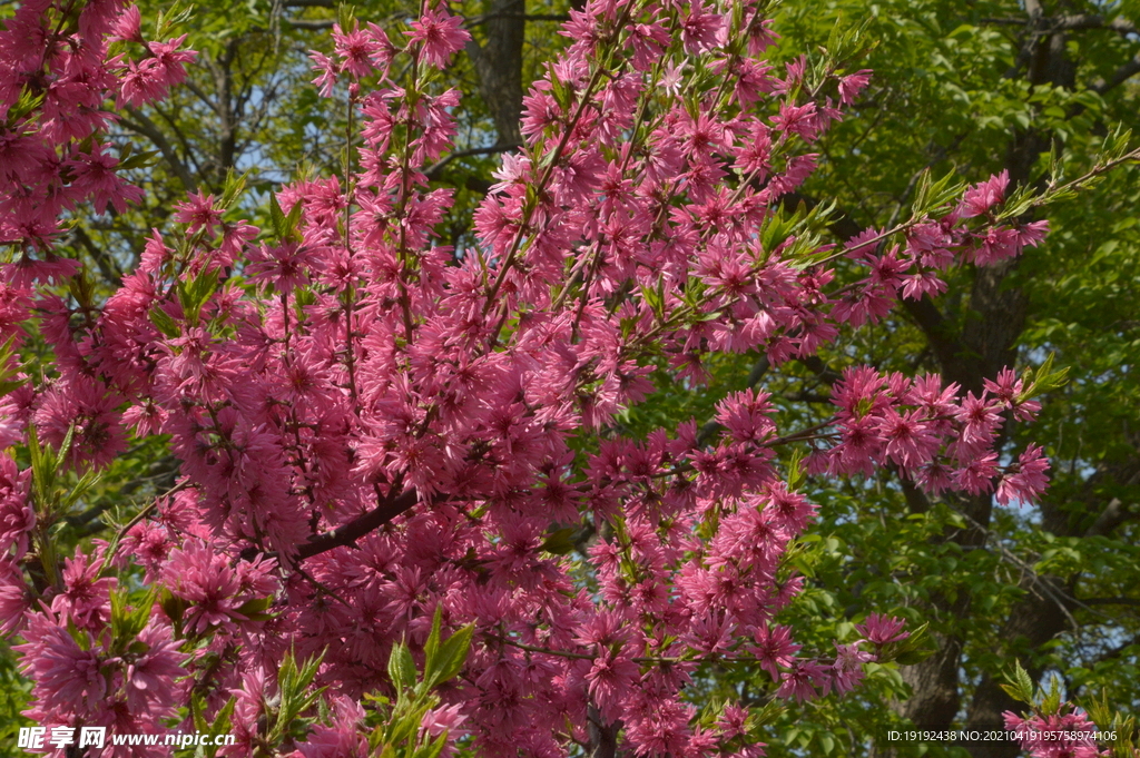 菊花桃