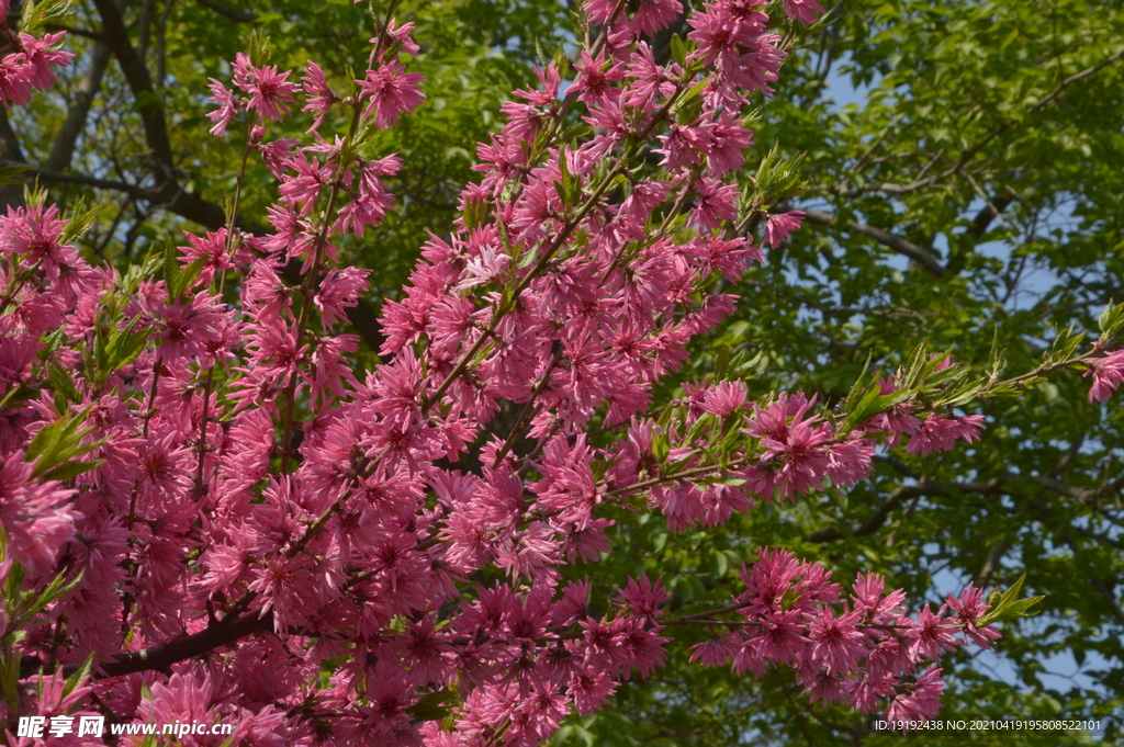 菊花桃