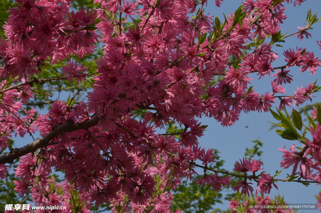 菊花桃