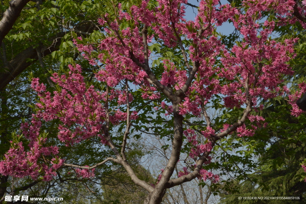 菊花桃