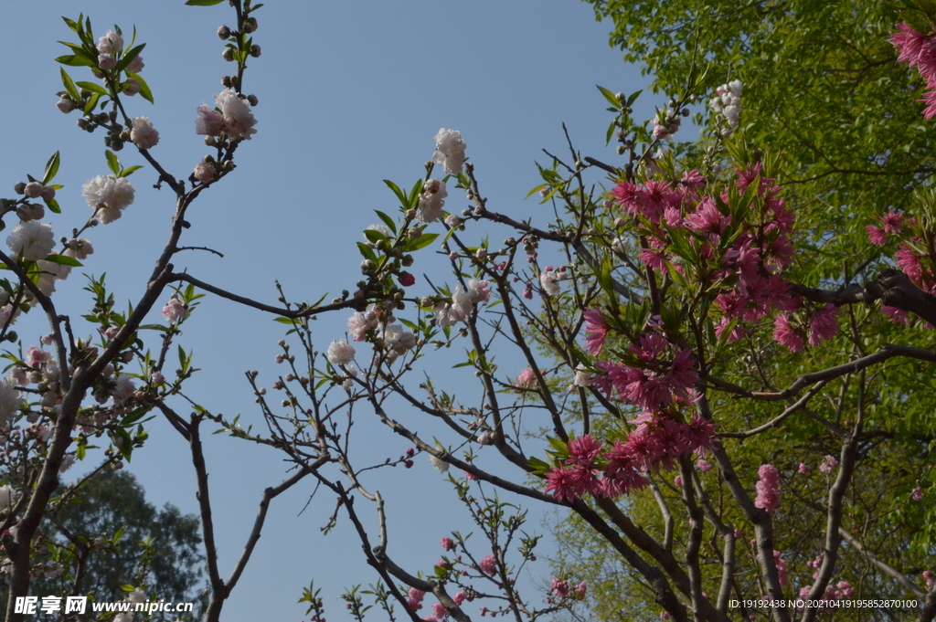 菊花桃