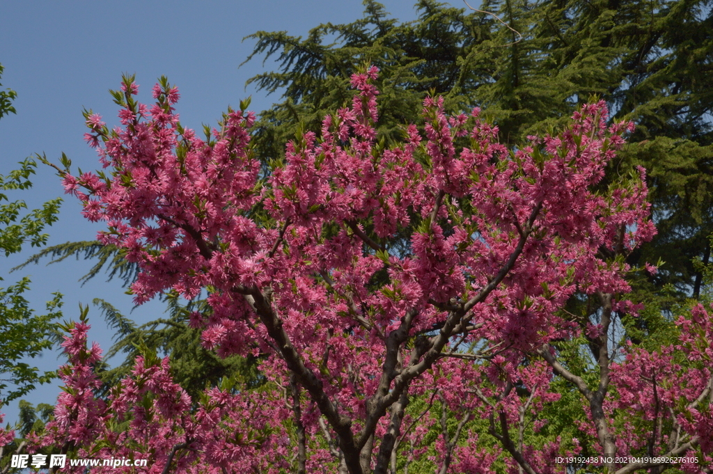 菊花桃