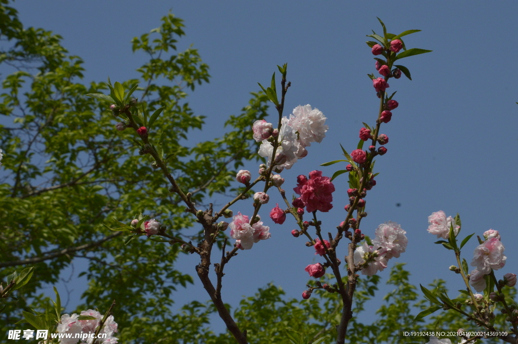 碧桃花儿 