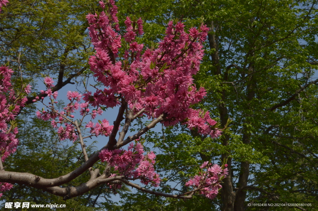 菊花桃 