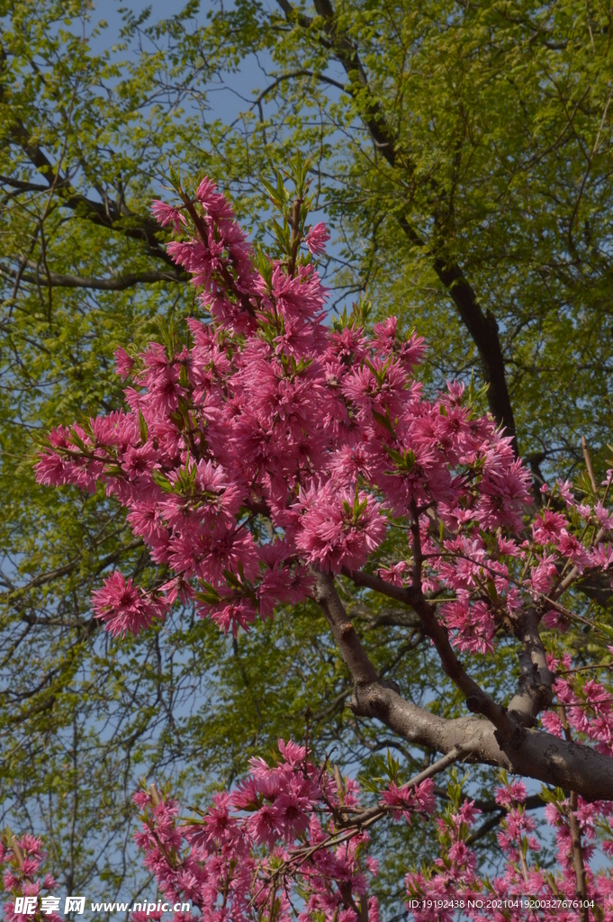 菊花桃