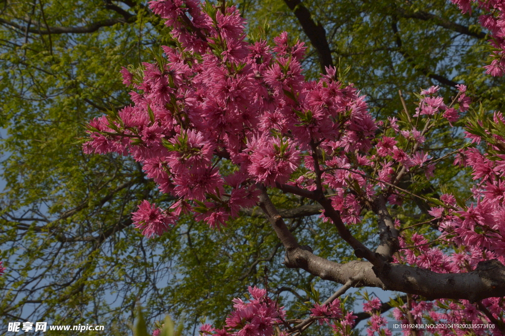 菊花桃
