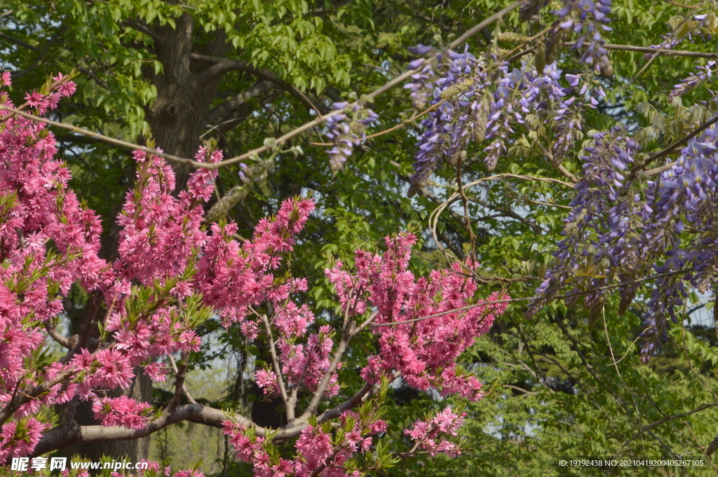 菊花桃 