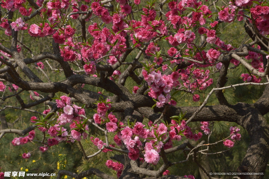 碧桃花儿